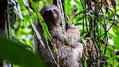 What you need to know about the deadly ‘sloth virus’ detected in Europe and how to protect yourself