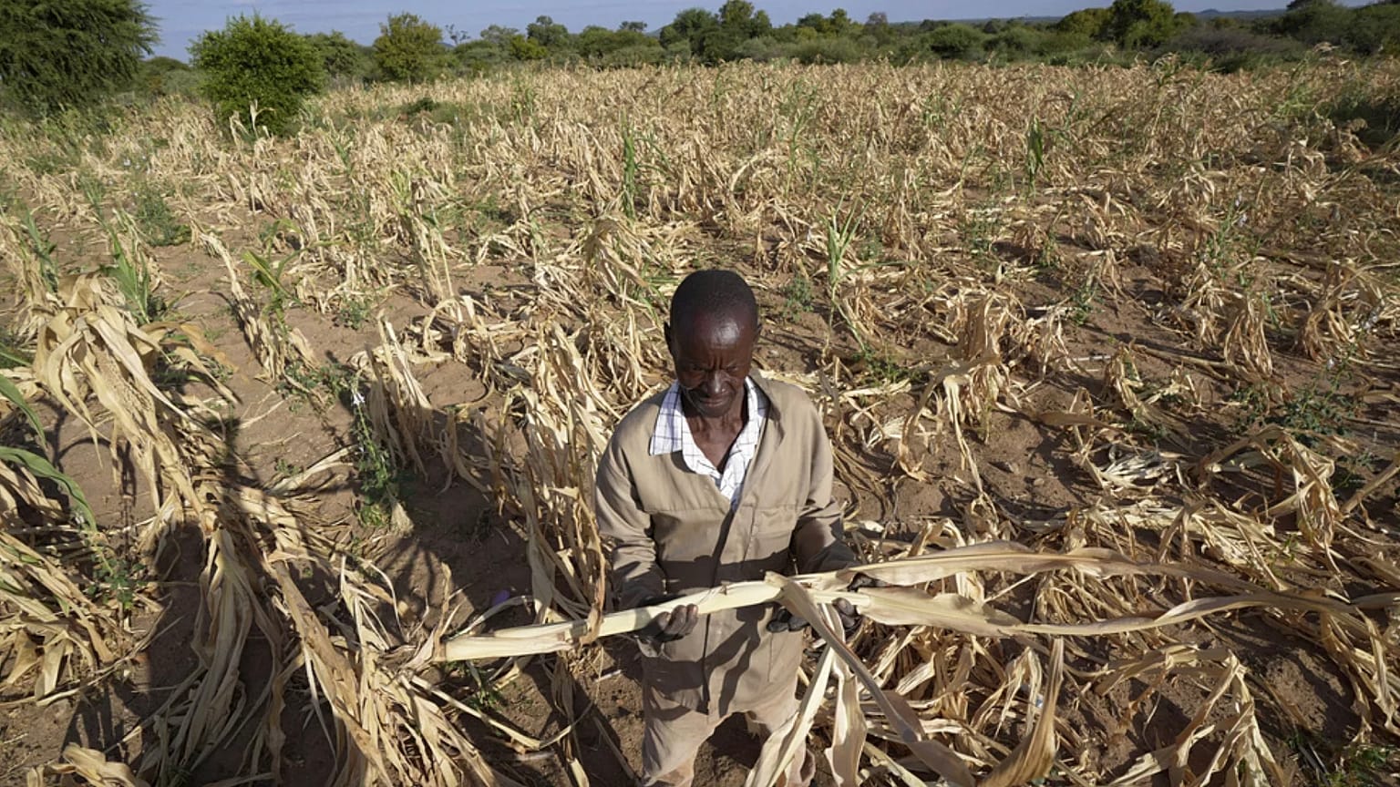 Güneybatı Zimbabwe'nin Mangwe bölgesinde bir çiftçi olan James Tshuma kuraklıktan etkilenen mahsul tarlasının ortasında duruyor, 22 Mart 2024.