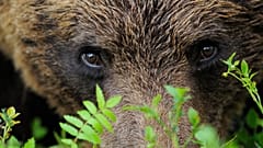 Ativistas contra a caça urso na Suécia