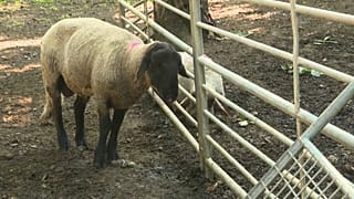 Schafe in der Alpenregion von Blauzungenkrankheit betroffen