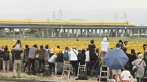 Docteur Jaune, un train d'inspection, traverse un champ de tournesols en floraison