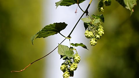 Hops cones are seen during a harvest at a hopfield near the village of Rocov, Czech Republic. Wednesday, Aug. 29, 2018