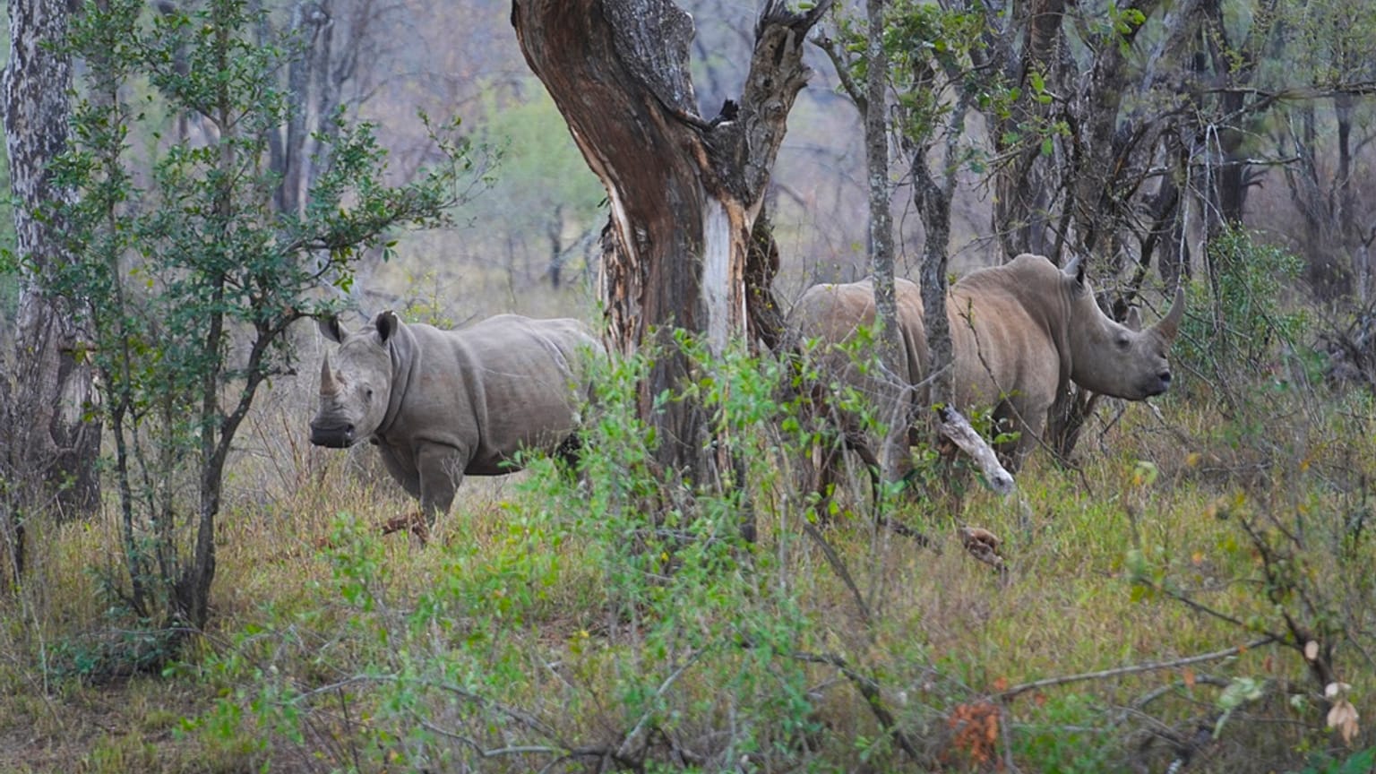 صورة تعبيرية لحيوان وحيد القرن