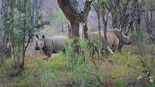 صورة تعبيرية لحيوان وحيد القرن