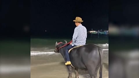 O animal não teve medo de entrar na água