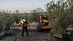 Производство оливкого масла сократилось