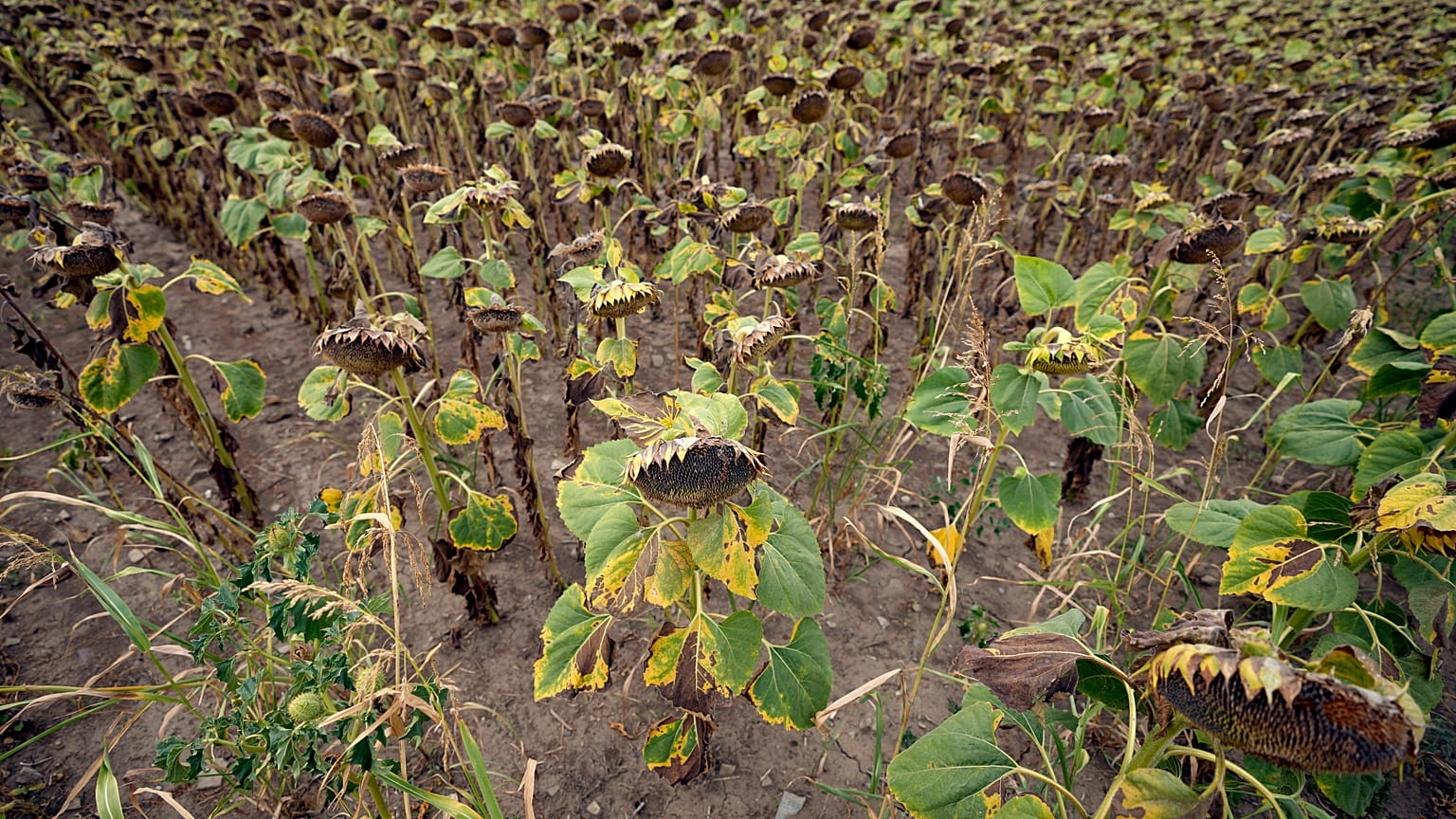 Tournesols flétris dans un champ près du village de Conoplja, à 150 kilomètres au nord-ouest de Belgrade, Serbie, mardi 9 août 2022.