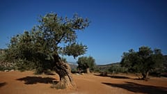Olivenbäume in Italien - Trockenheit und Wasserknappheit tun ihnen gar nicht gut.