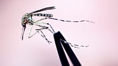 Mosquito da espécie Cattail é mantido para inspeção na quarta-feira, 8 de setembro de 2010, no Maine Medical Center Research Institute, em South Portland, Maine
