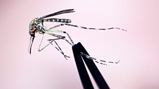 Mosquito da espécie Cattail é mantido para inspeção na quarta-feira, 8 de setembro de 2010, no Maine Medical Center Research Institute, em South Portland, Maine