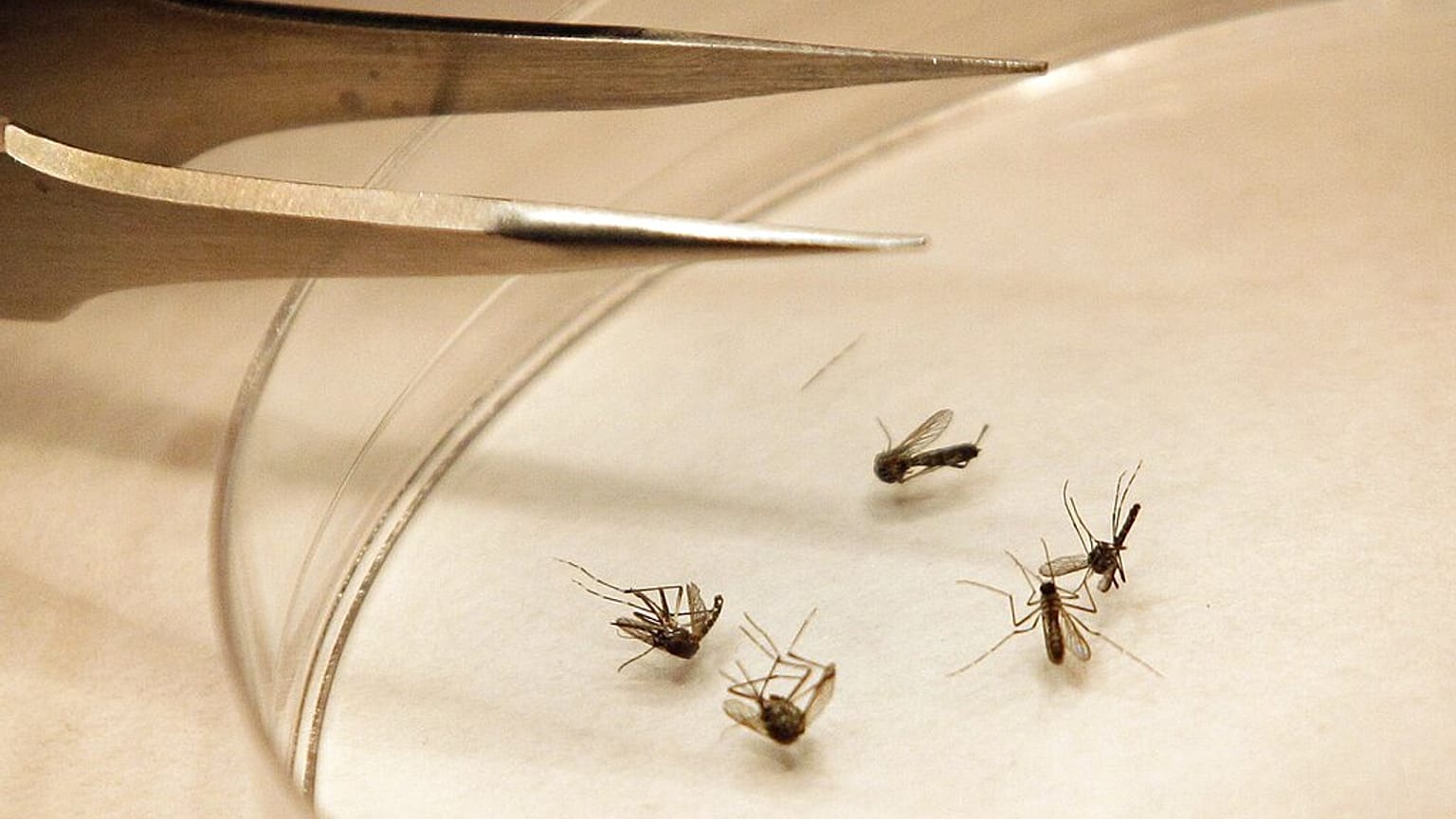 Le zanzare, vettori del West Nile Virus
