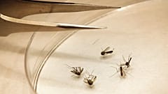 Le zanzare, vettori del West Nile Virus