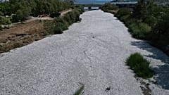 Yunanistan'ın orta kesimindeki liman kenti Volos yakınlarında bir nehirde tonlarca ölü balık görülüyor, 29 Ağustos 2024.