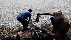 Εργάτες συλλέγουν νεκρά ψάρια από ποτάμι κοντά στο λιμάνι του Βόλου, 29 Αυγούστου 2024