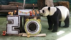 La osa panda Yuanyuan cumple 20 años.