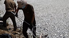 Νεκρά ψάρια στον Βόλο