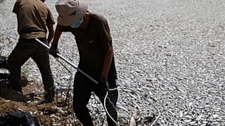 Νεκρά ψάρια στον Βόλο