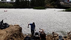 Trabalhadores recolhem peixes mortos de um rio perto da cidade portuária de Volos, 29 de agosto de 2024