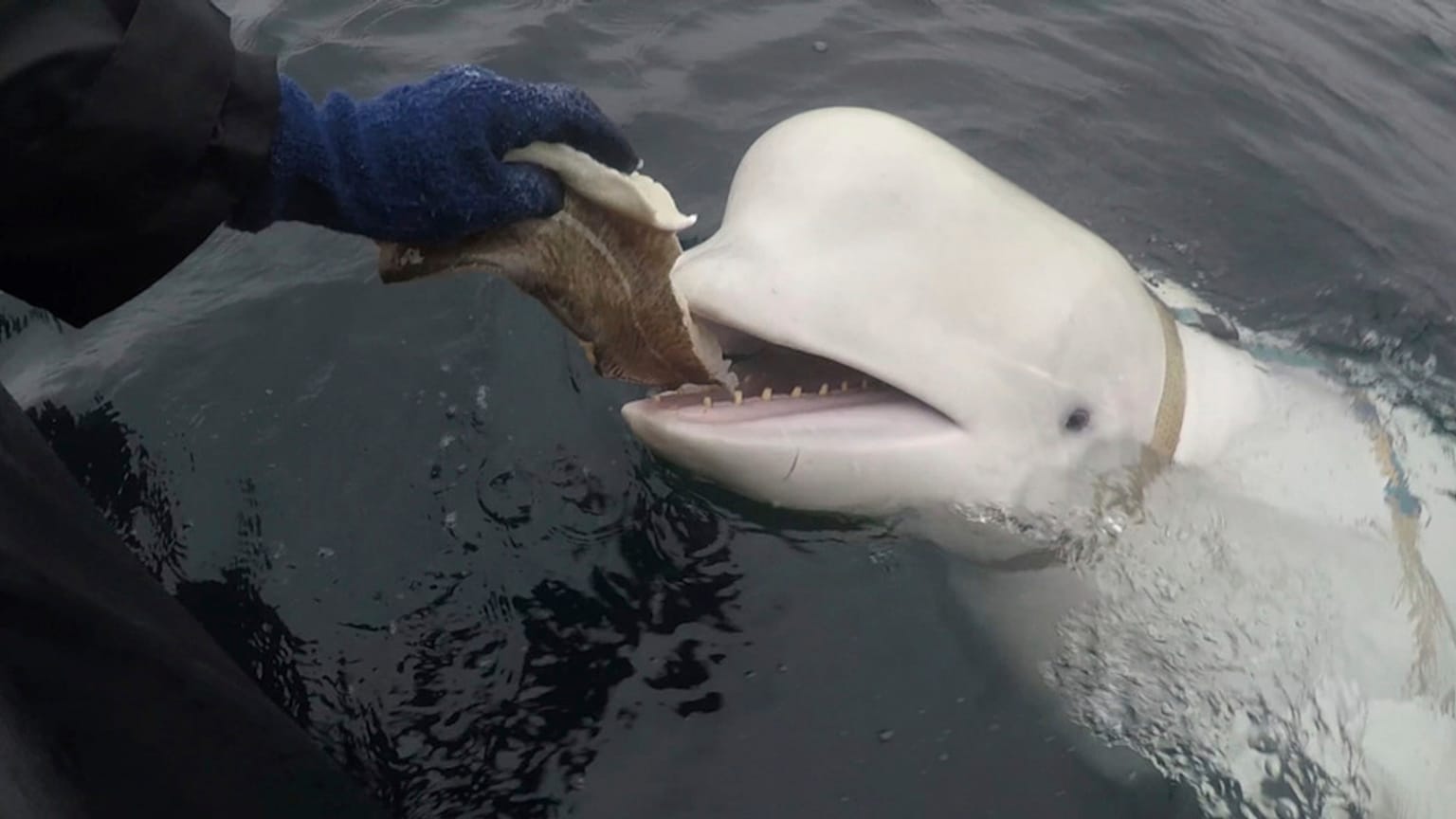 Aparece muerta la "ballena espía" rusa