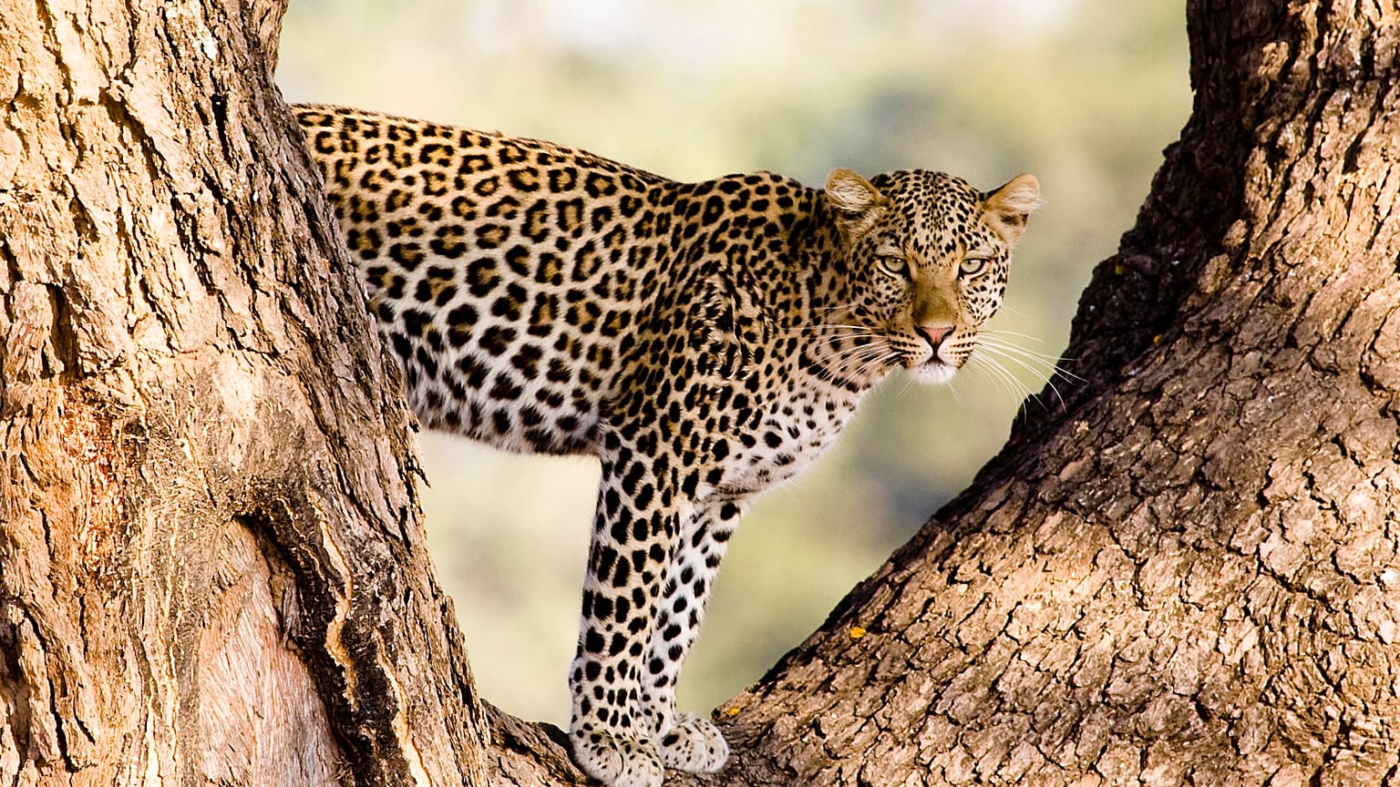 Cheetah pictured in Botswana, Sanctuary Baines Camp, supplied by Abercrombie and Kent 