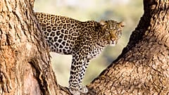 Cheetah pictured in Botswana, Sanctuary Baines Camp, supplied by Abercrombie and Kent 