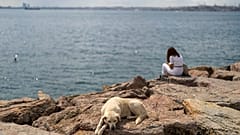 Kadıköy'deki sahilde güneşin tadını çıkaran bir sokak köpeği, 6 Temmuz 2024