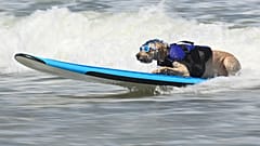 Un perro participa en el evento Surf-A-Thon en San Diego, California (Estados Unidos).