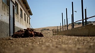 İtalya'nın orta Sicilya bölgesindeki Cammarata'da bulunan Liborio Mangiapane çiftliğindeki kuraklık sırasında buzağılar ahırlarının önünde, 18 Temmuz 2024