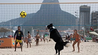 Le border collie Floki joue au footvolley, une combinaison de football et de volley-ball, sur la plage de Leblon à Rio de Janeiro, dimanche 8 septembre 2024.