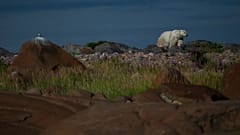 Un oso polar camina entre las rocas, el 6 de agosto de 2024, cerca de Churchill, Manitoba. 