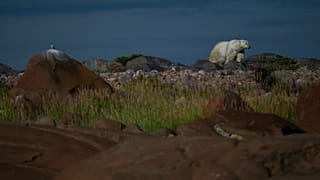 A polar bear walks along rocks, 6 August 2024, near Churchill, Manitoba. 