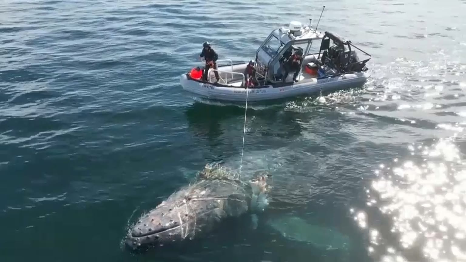 Le sauvetage d'une baleine à bosse en Colombie-Britannique.