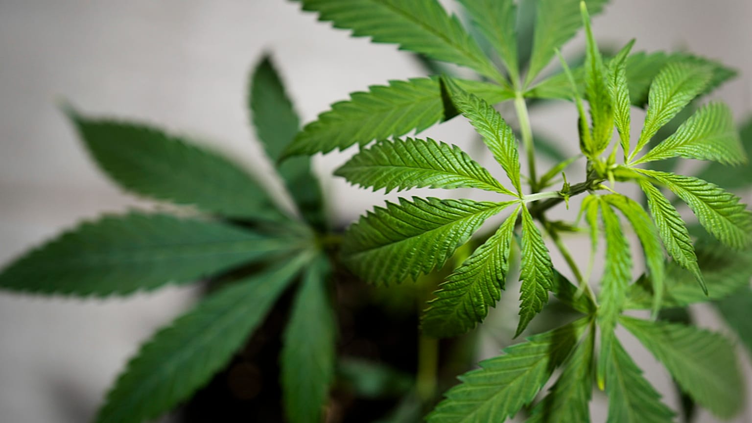 Cannabis club a Berlino