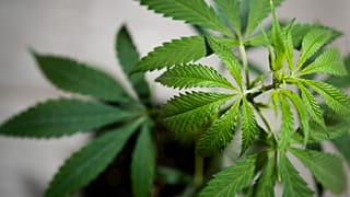 Hoja de cannabis.