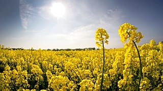 Colza oleaginosa, importante materia prima para la producción de biocarburantes en la UE, en un campo de Fahrland, cerca de Berlín (Alemania).