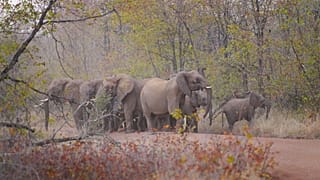 ARCHIVO - Elefantes en una carretera que conduce a una escuela en la periferia de Save Valley Conservancy, Zimbabue, el jueves 11 de julio de 2024.