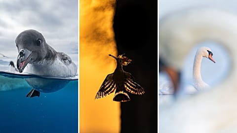 The best winning images from the Bird photographer of the year 2024 contest 