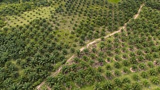 A palm oil plantation in South Sulawesi, Indonesia, where swathes of forest have been cleared over decades