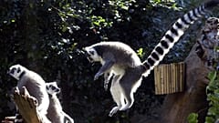Die Lemuren im Oregon-Zoo springen umher und freuen sich über fruchtige Leckereien.
