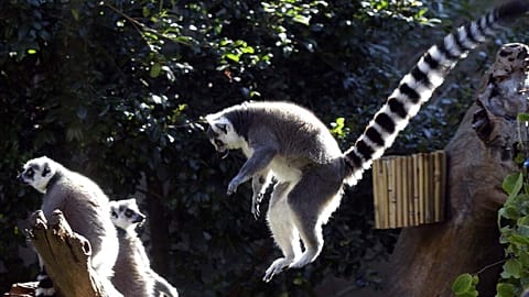 Die Lemuren im Oregon-Zoo springen umher und freuen sich über fruchtige Leckereien.