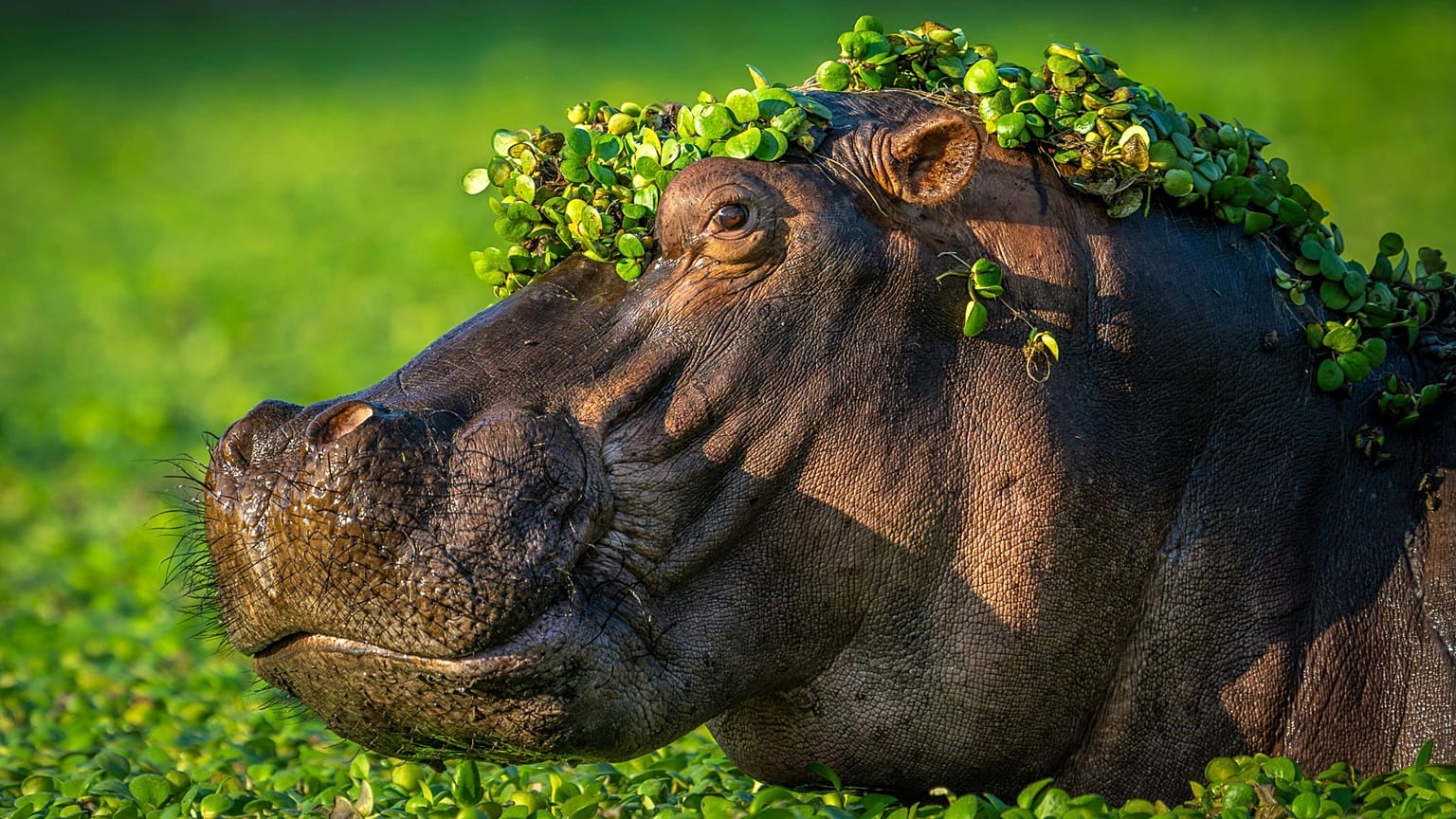 Os Nikon Comedy Wildlife Awards combinam o humor e a fotografia para promover a conservação. 