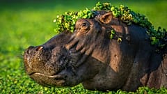 Los Nikon Comedy Wildlife Awards combinan humor y fotografía para promover la conservación de la naturaleza. 