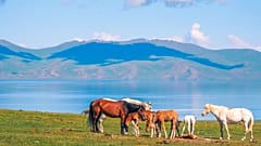 Chevaux broutant devant un lac au Kirghizistan