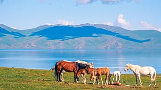 Chevaux broutant devant un lac au Kirghizistan