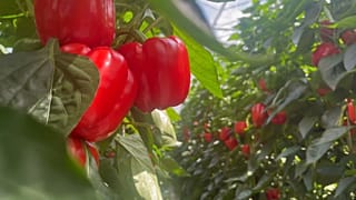 Is sustainable sourcing the future of food?