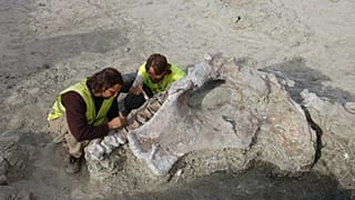 2007'de Lo Hueco'da yapılan kazı sırasında Qunkasaura kalıntılarının bir kısmının çıkarılması süreci