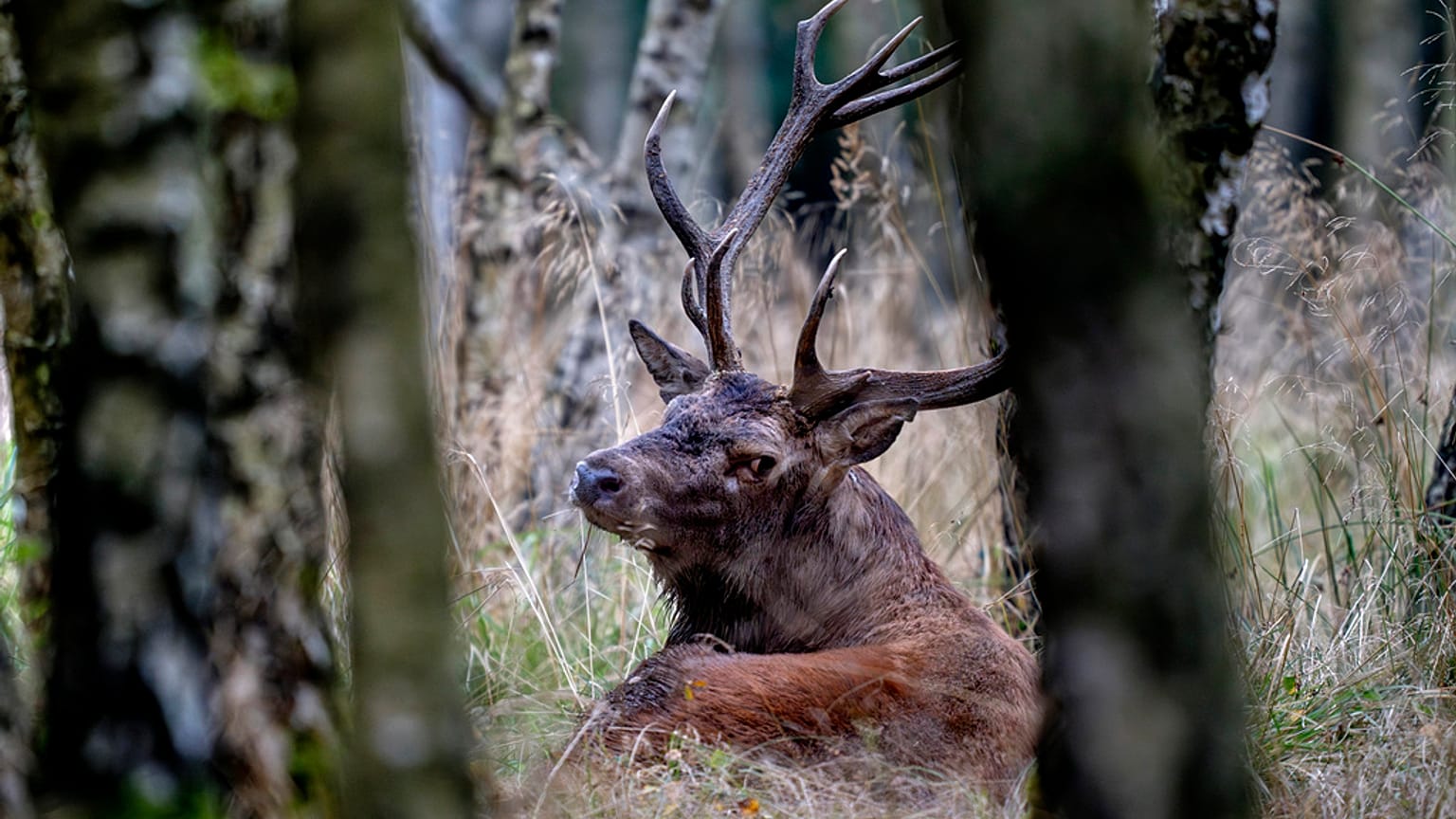 An imperial stag rests in the forest as rutting season begins in the Taunus region in Frankfurt, Germany, Sept. 17, 2024.