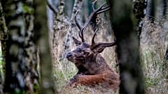 An imperial stag rests in the forest as rutting season begins in the Taunus region in Frankfurt, Germany, Sept. 17, 2024.