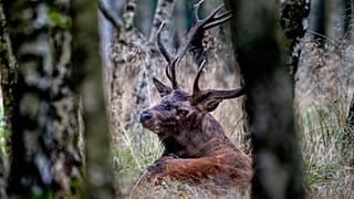 An imperial stag rests in the forest as rutting season begins in the Taunus region in Frankfurt, Germany, Sept. 17, 2024.
