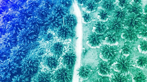 Kühe grasen auf einer Palmölplantage in Polewali Mandar, Südsulawesi, April 2024